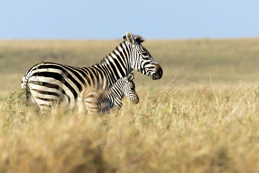 Wildlife Photograph - Mother and Baby Zebra Walking Through Kenya Grasslands by Good Focused