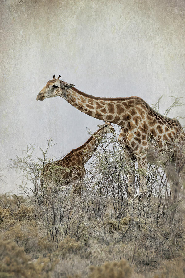 Mother and Calf Giraffe Photograph by Belinda Greb
