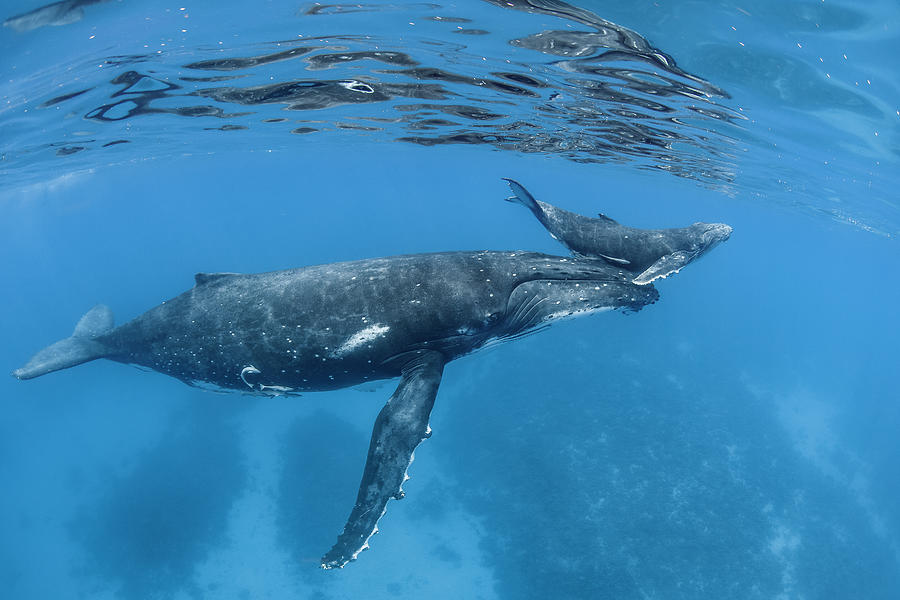 Mother And Calf, Humpback Whale Photograph