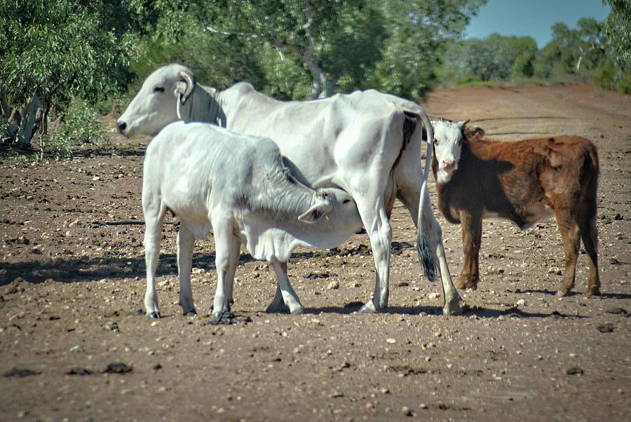 Mother and Calves Photograph by Neil Jones Pixels