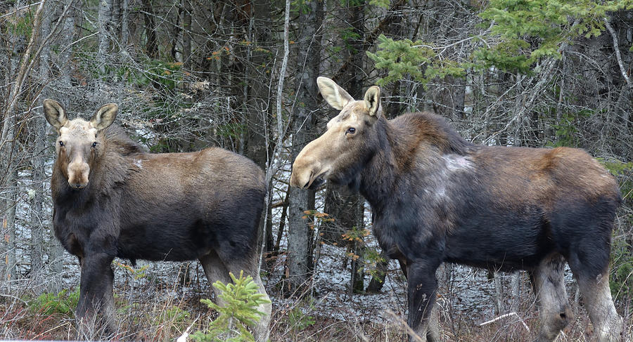 Wildlife Photograph - Mother and Child-Cow Moose and Calf by David Porteus