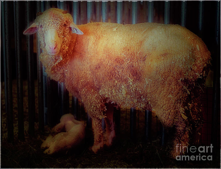 Sheep Photograph - Mother and Child by Natural Abstract