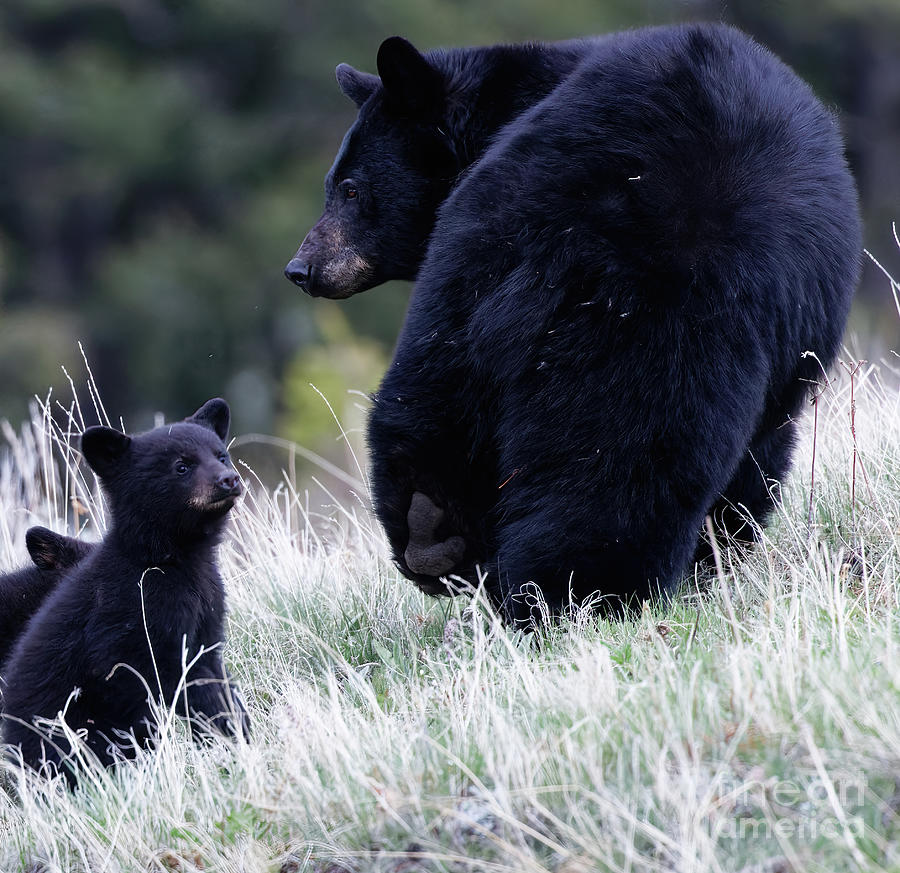 Mother and Cub Photograph by Natural Focal Point Photography - Fine Art ...