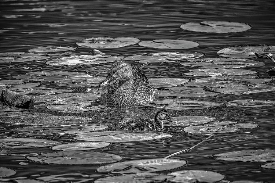 Mother and daughter? BW  #l4 Photograph by Leif Sohlman