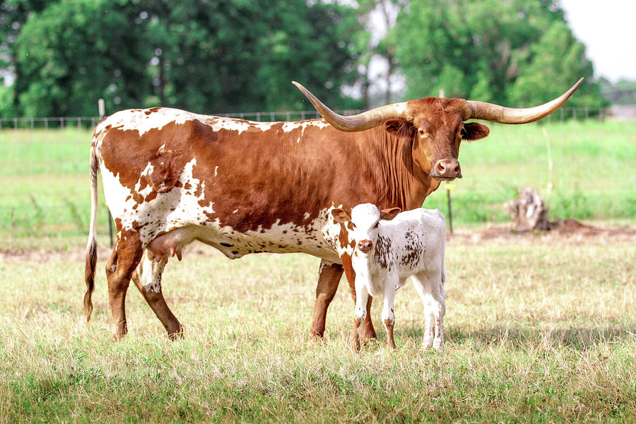 Mother and Daughter Photograph by Kat Sepulvado - Fine Art America