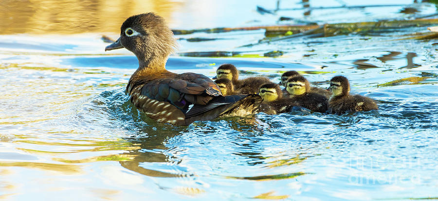 Mother and Ducklings Photograph by Nick Boren