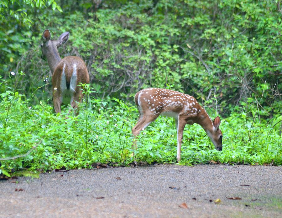 Mother and Fawn White-tailed Deer  Photograph by Warren Thompson