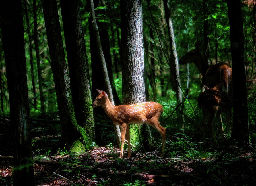 Mother And Fawns In A Shady Forest Photograph by Laura Vilandre