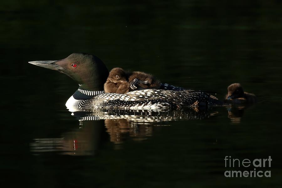 Mother and her baby loons Photograph by Heather King