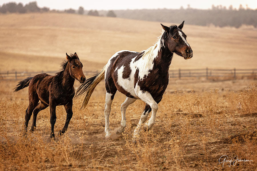 Mother and her Foal Photograph by Gary Johnson
