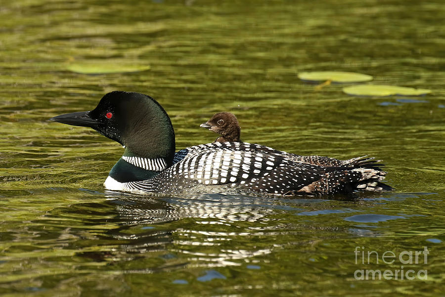 Mother and her loon chick Photograph by Heather King