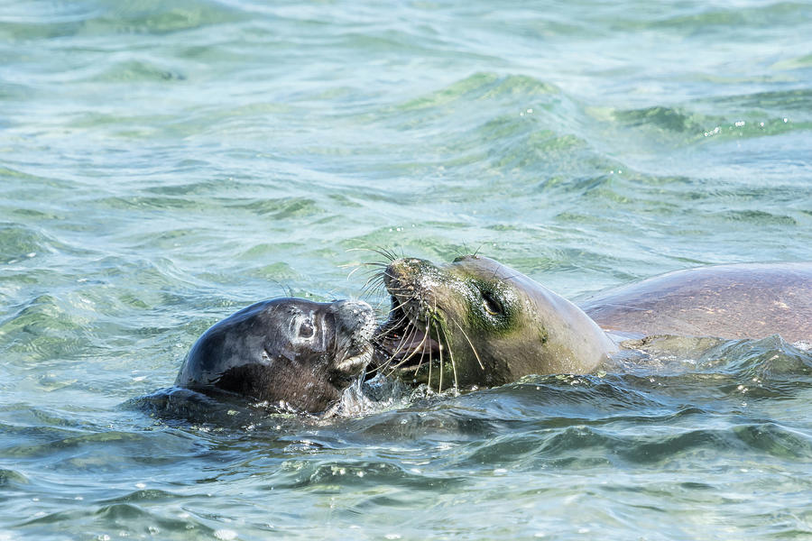 Mother and Pup Monk Seals - RB00 and PK1 Photograph by Belinda Greb