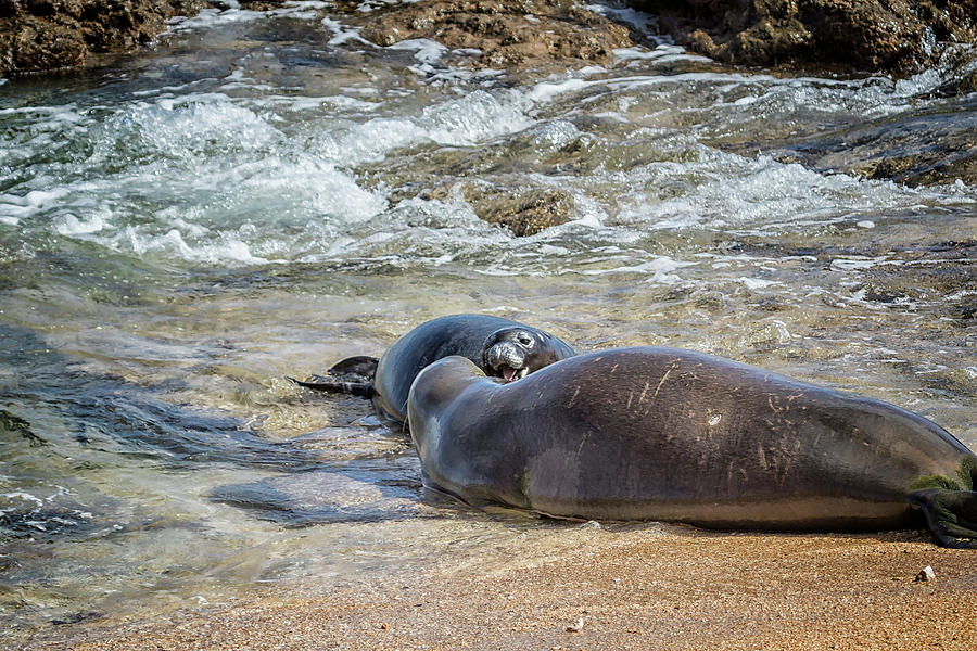 Mother And Pup Monk Seals Size Comparison - Rb00 And Pk1 Photograph