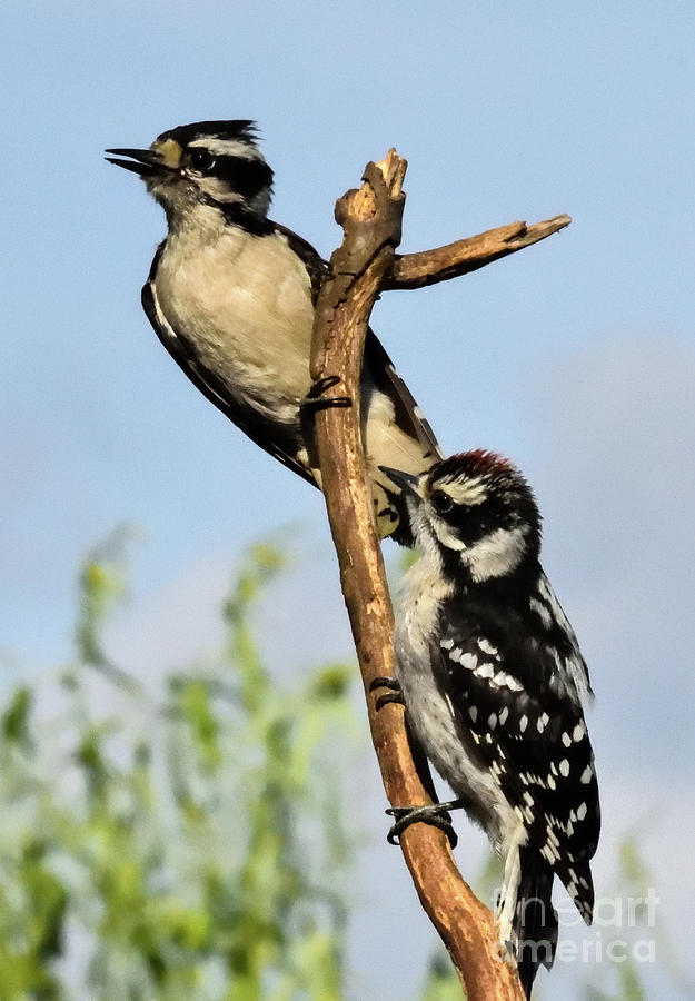 Mother And Son Downy Woodpeckers Photograph