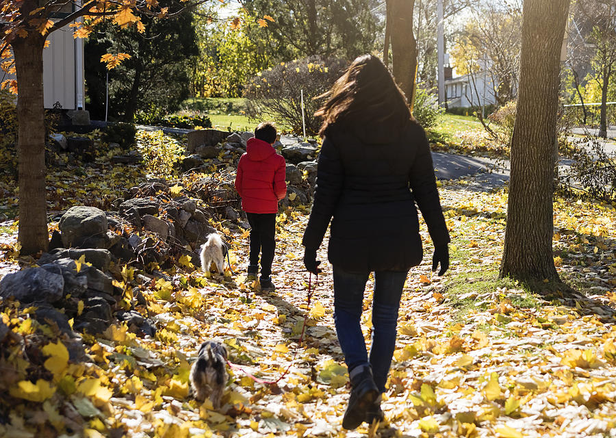 Mother and son walking the dogs in autumn leaves. Photograph by Martinedoucet