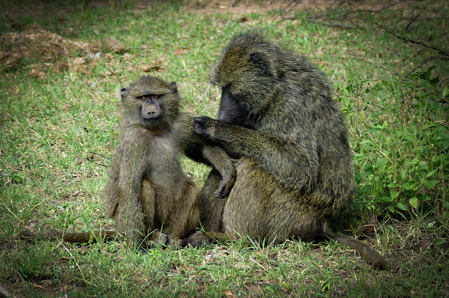 Mother Baboon grooming her Child Photograph by Michael Reinhart - Fine ...