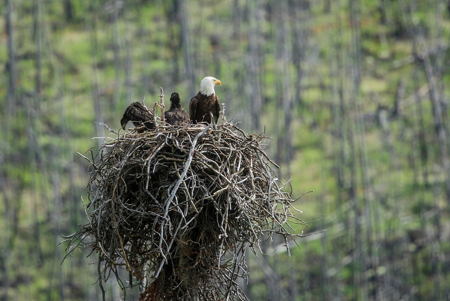 Mother Bald Eagle Photograph by Bill Cubitt
