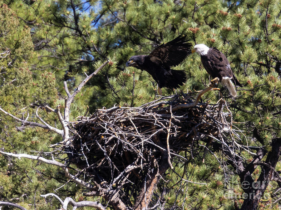Mother Bald Eagle with Her Eaglet Photograph by Steven Krull