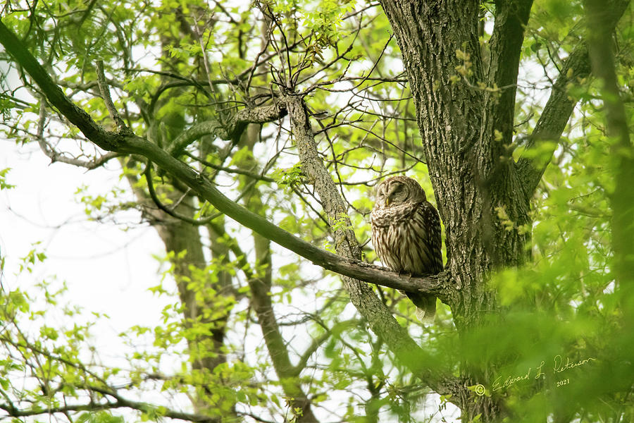 Mother Barred Owl Photograph by Ed Peterson