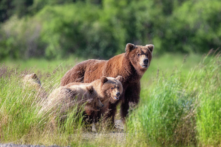 Mother Bear and her cubs in the Grass  Photograph by Alex Mironyuk
