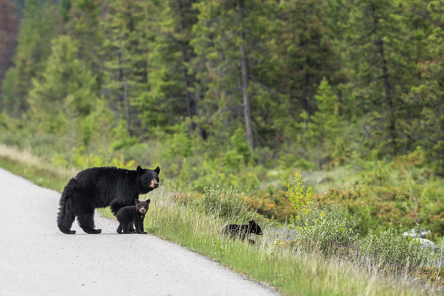 Mother Bear and Two Cubs Photograph by Bill Cubitt