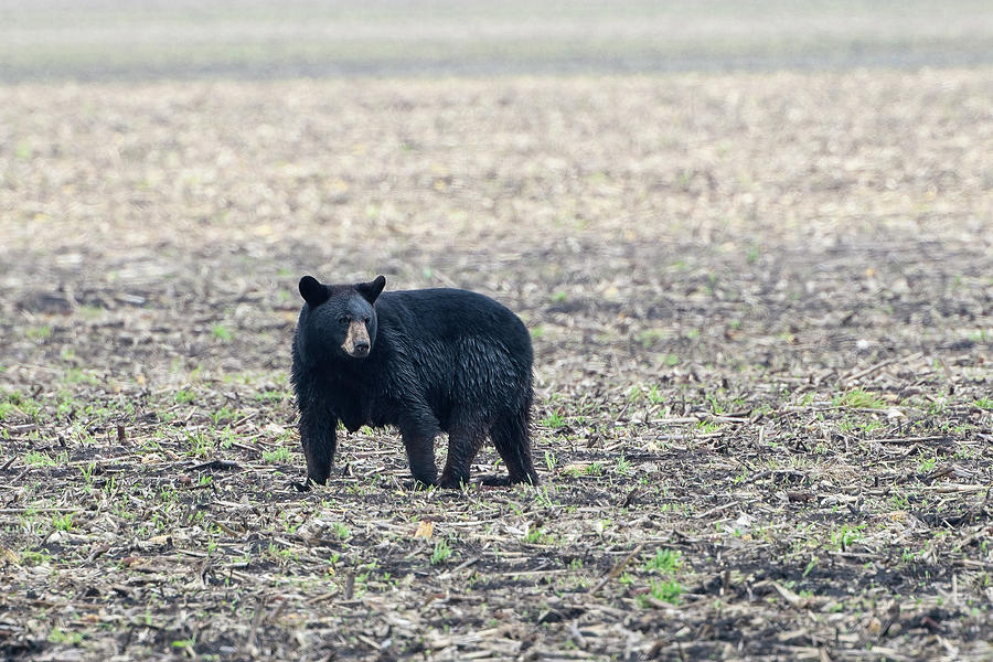 Mother Bear in a Corn Field Photograph by Fon Denton