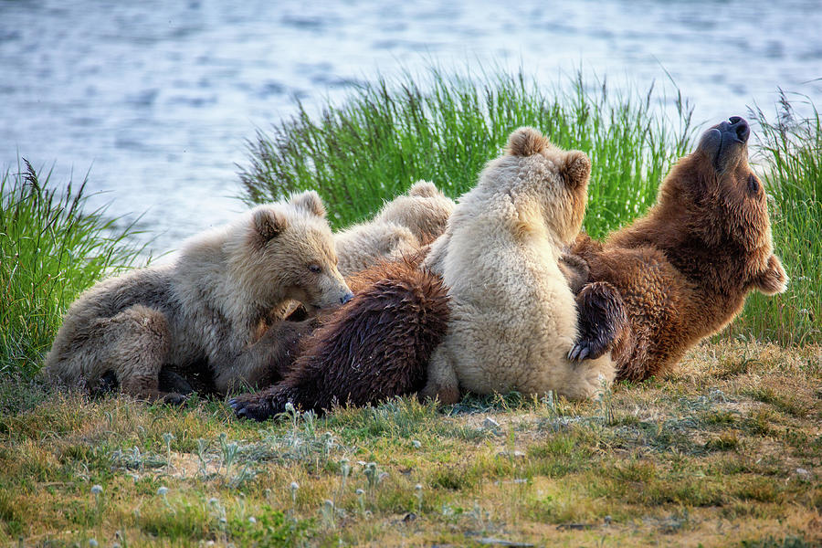 Mother Bear is Nursing her Cubs Photograph by Alex Mironyuk