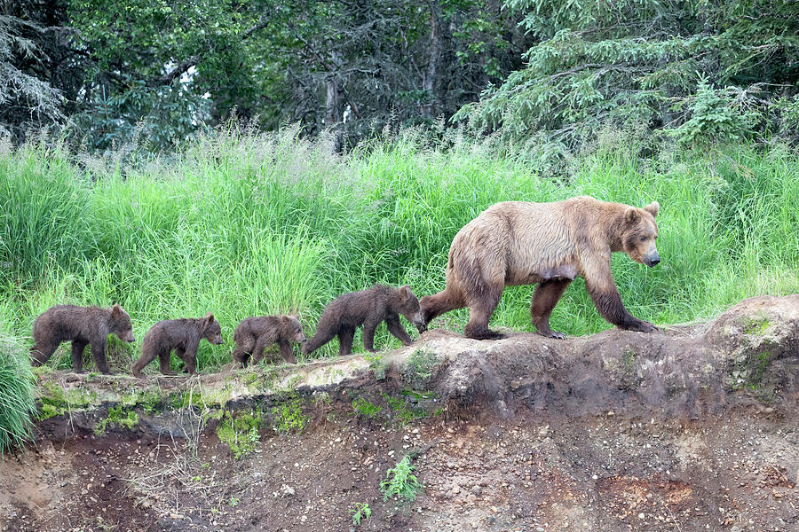 Mother Bear with 4 Cubs Photograph by Mark Kostich