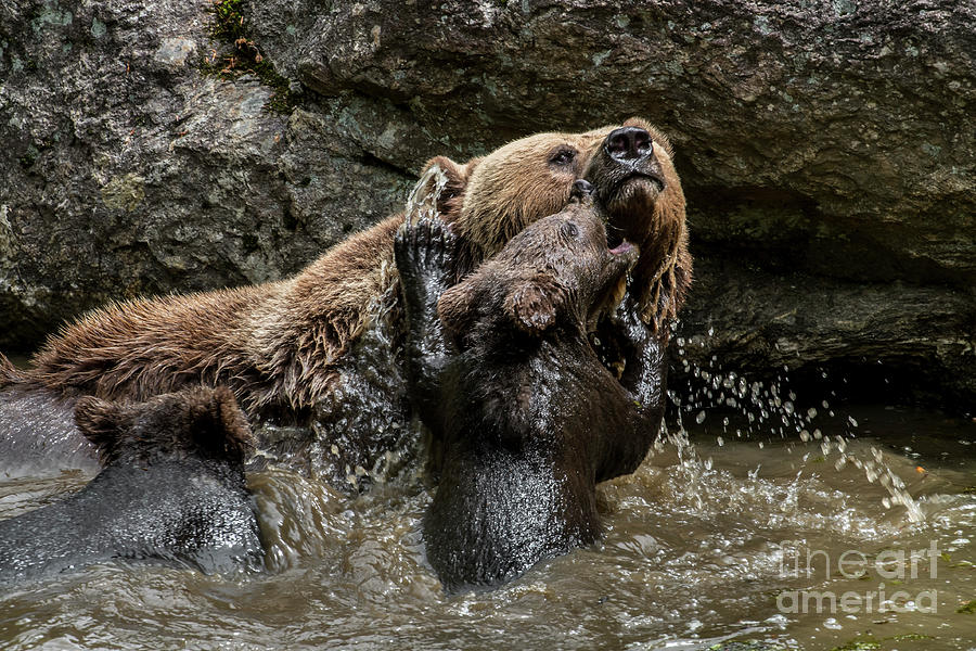 Bear Photograph - Mother Bear with Cubs in Pond by Arterra Picture Library