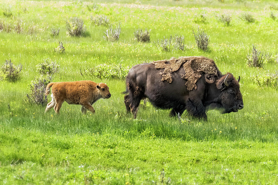 Mother Bison And Calf Photograph