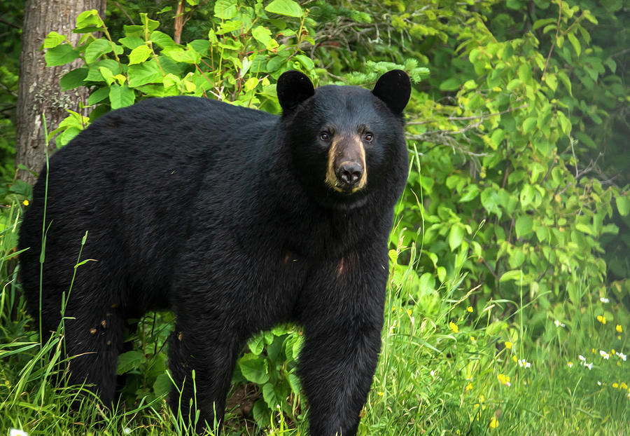 Female Black Bear Photograph by Sandra Js