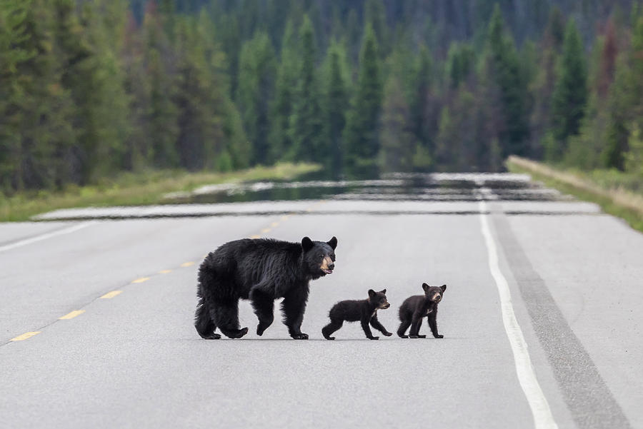 Mother Black Bear with Cubs Photograph by Bill Cubitt