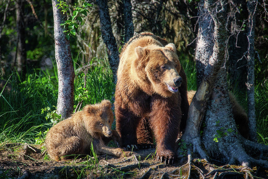 Mother Brown Coastal Griizzly Bear and her cub Photograph by Alex Mironyuk