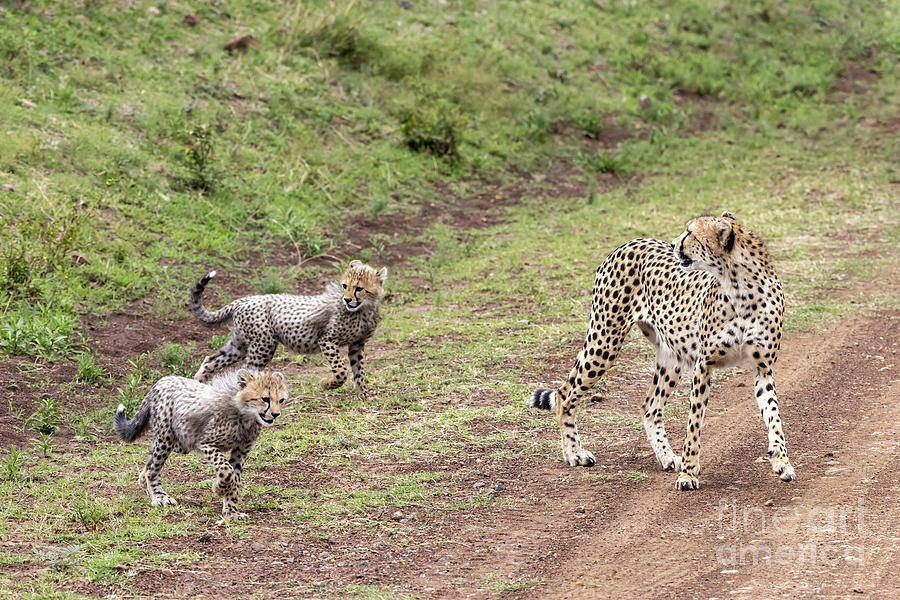 Mother cheetah, acinonyx jubatus, watching her cubs. Family grou Photograph by Jane Rix