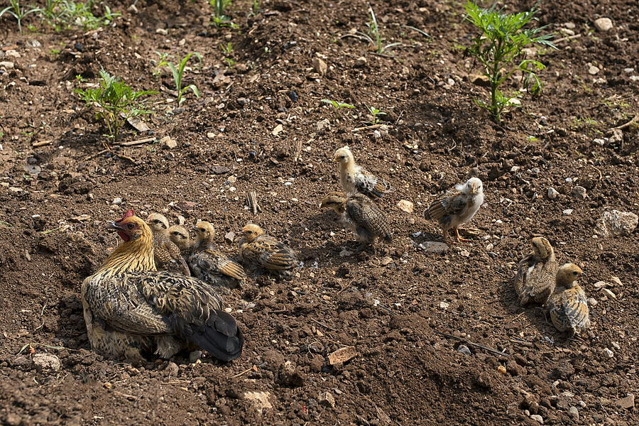 Mother chicken and chicks in the field. Photograph by Emreturanphoto