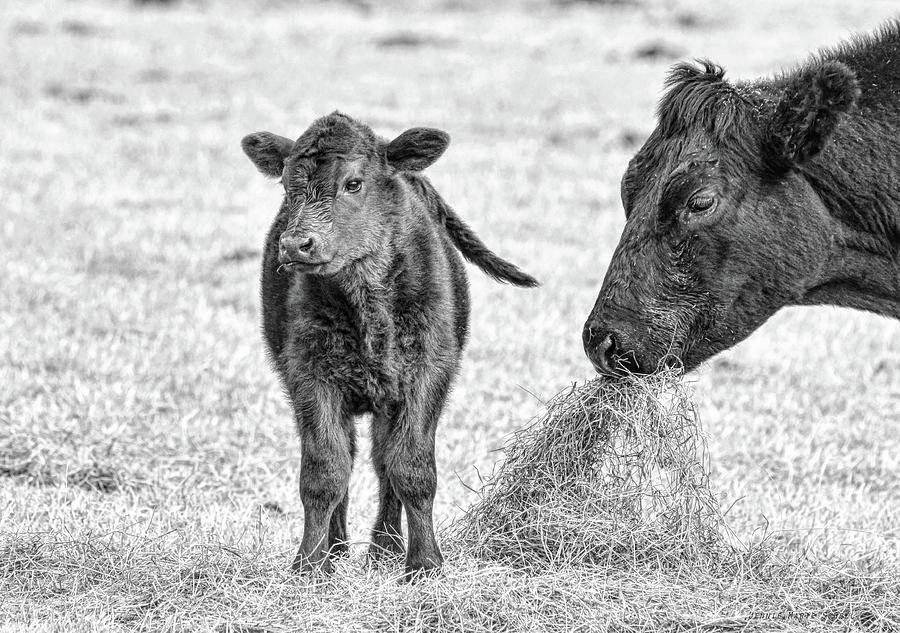 Mother Cow and Calf in Black and White Monochrome Photograph by Jennie Marie Schell