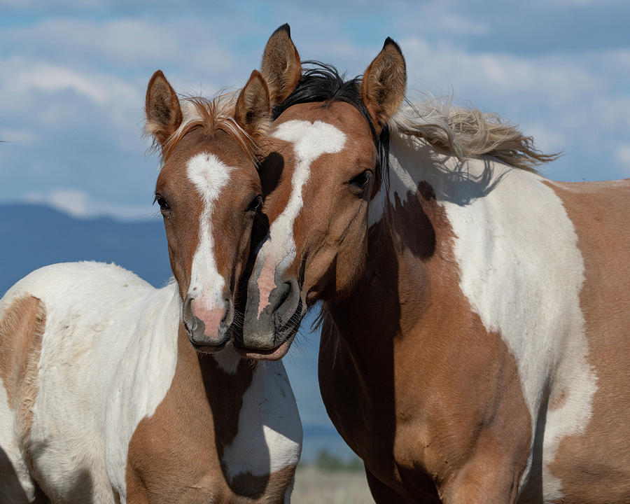 Mother/Daughter Photograph by Mary Hone