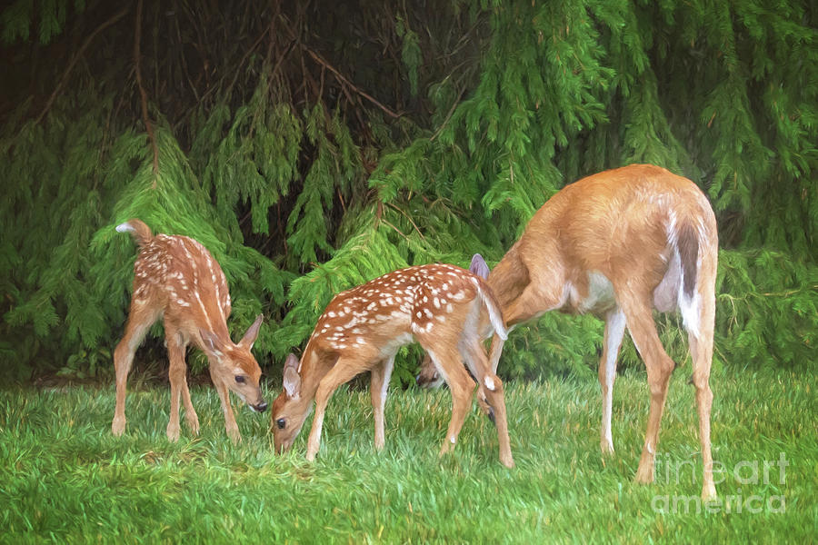 Mother Doe And Fawns Photograph by Sharon McConnell