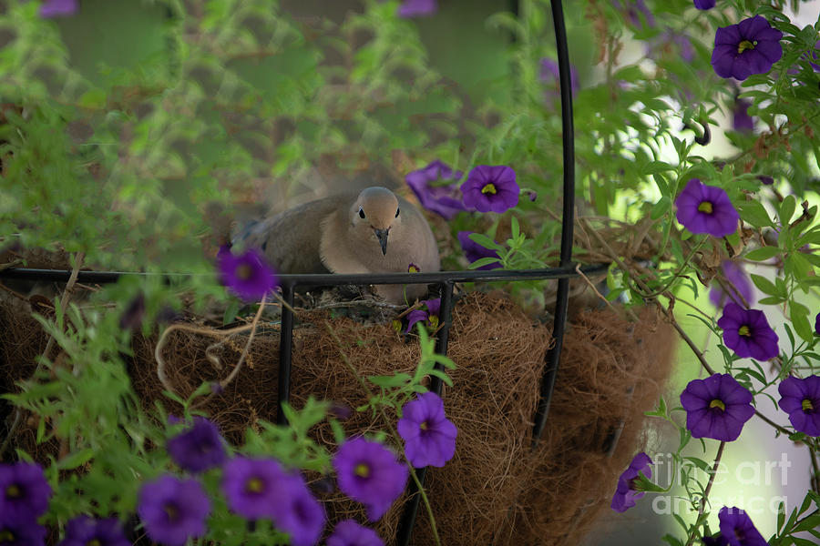 Mother Dove Sitting on Her Furry Babies - Flower Basket Photograph by Dale Powell