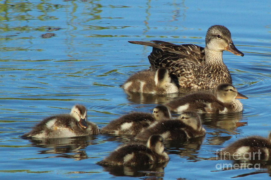 Mother Duck and Ducklings Photograph by Brian Baker - Fine Art America