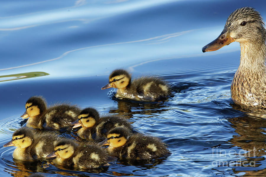Mother Duck and Ducklings Photograph by Natural Focal Point Photography