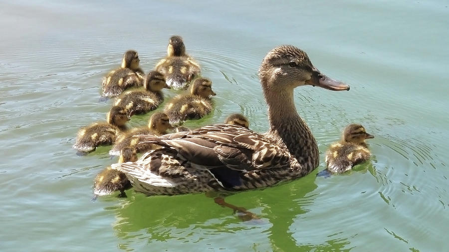 Mother Duck and her Ducklings Photograph by Joe Palermo