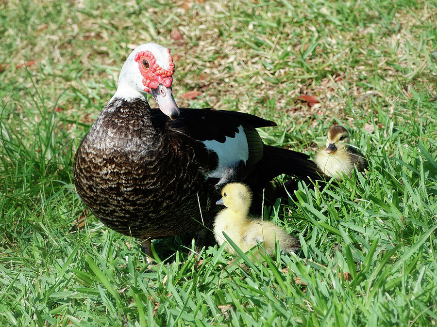 Mother Duck And Two Ducklings Photograph