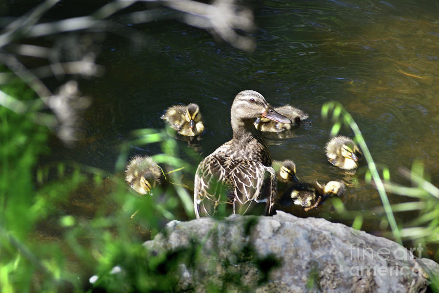 Mother Duck Photograph by Mark Norman