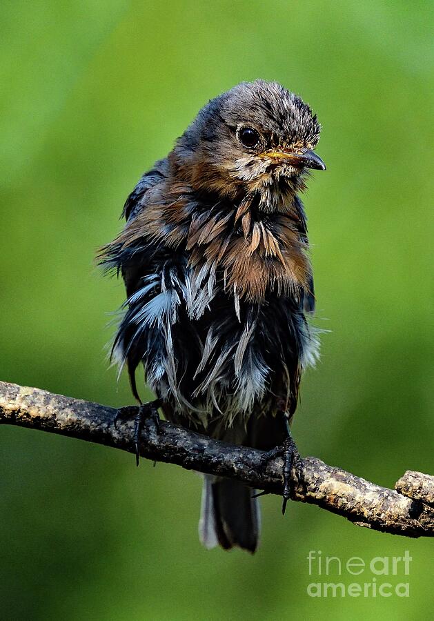Female Eastern Bluebird Is Wet And Adorable Photograph