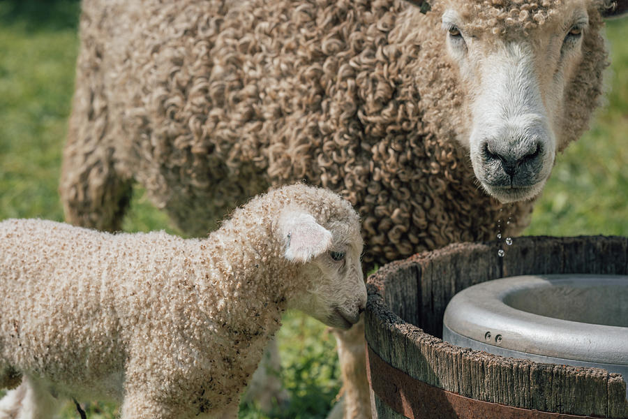 Mother Ewe and Lamb at the Water Barrel  Photograph by Rachel Morrison