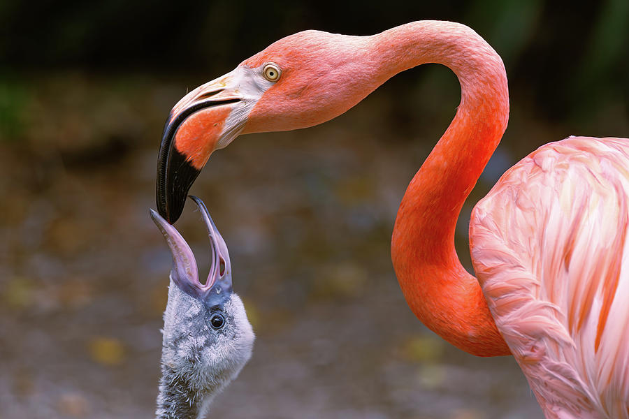 Mother Flamingo Feeding Baby Flamingo Water Photograph by Steve Rich