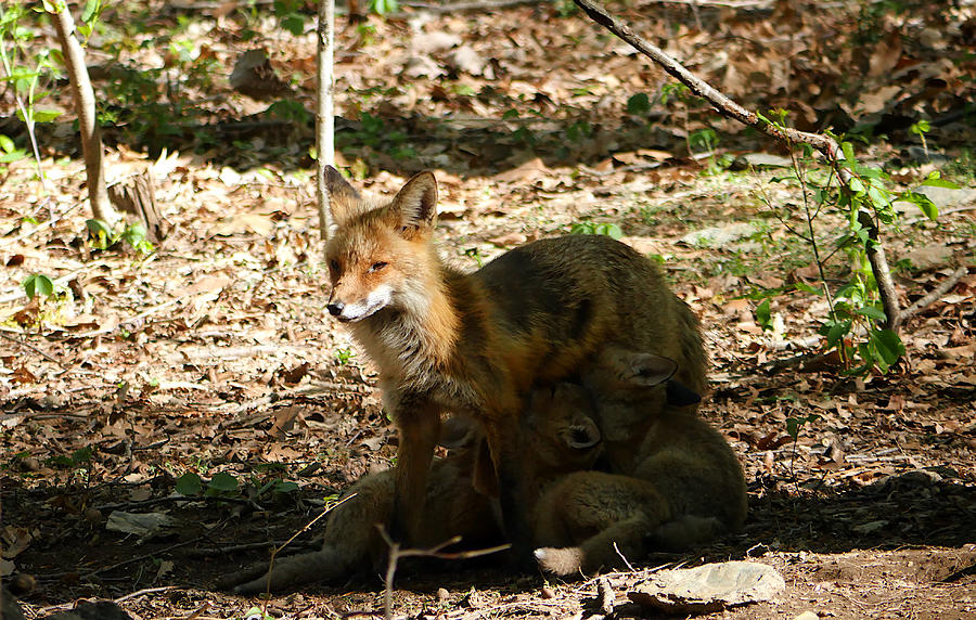 Mother Fox Photograph by Richard Reeve