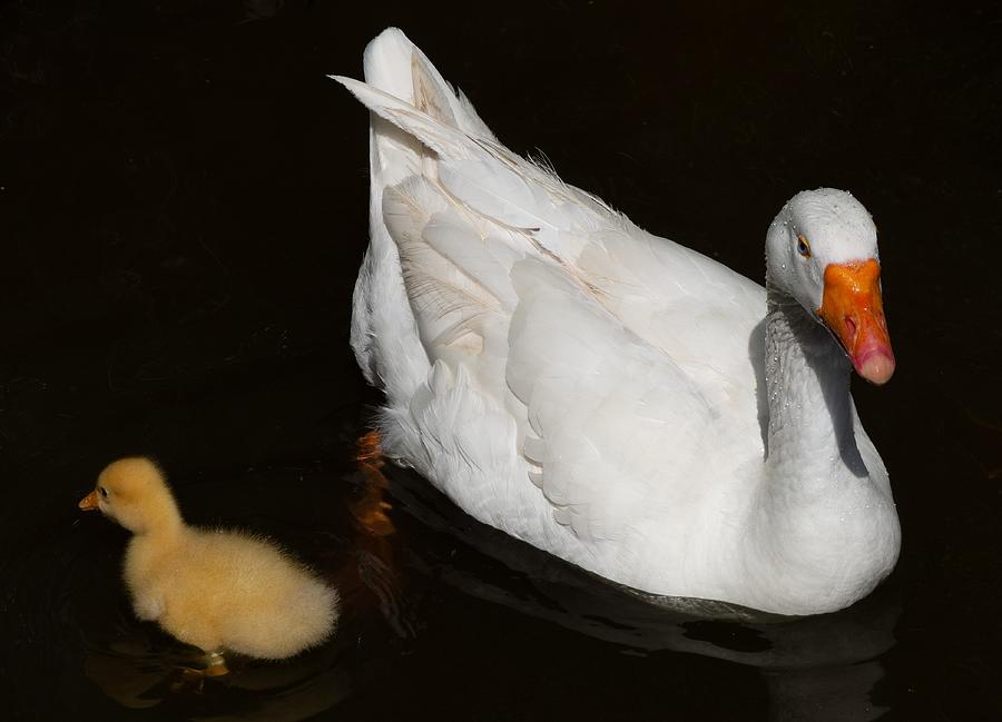 Mother goose and gosling Photograph by Simone's Images