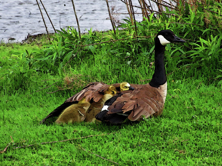 Mother Goose And Goslings Stylized Photograph